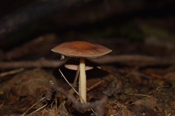 mushroom in the forest