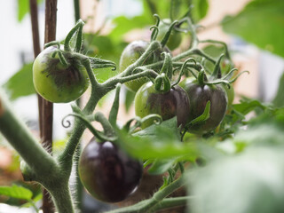 Selbstversorger mit Tomaten auf Balkon
