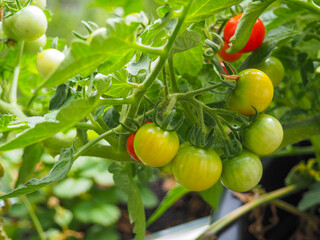 Selbstversorger mit Tomaten auf Balkon