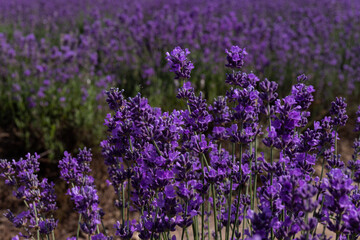 Blooming lavender in the summer. lavender blooming scented flowers.