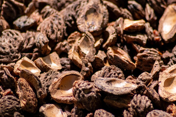 Organic background with shredded peach seeds as organic mulching and sustainable pathway  in organic gardening scenery as dry fertilizer in agricultural ecosystems and scattered wood chips close-up