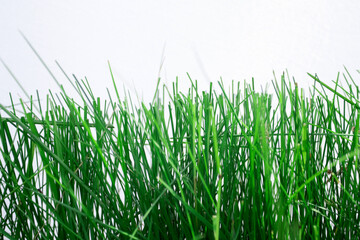 Obraz premium Green grass with a white background