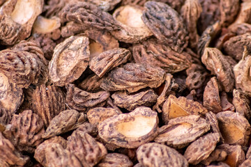 Organic background with shredded peach seeds as organic mulching and sustainable pathway  in organic gardening scenery as dry fertilizer in agricultural ecosystems and scattered wood chips close-up