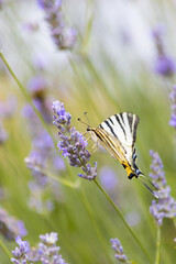 Insect on a flower