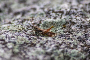Single isolated grasshopper hopping through stone desert in search of food, grass, leafs and plants...