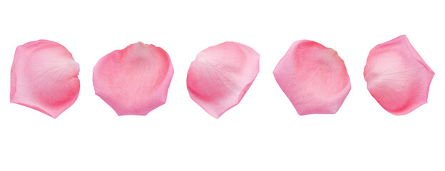Group of soft pastel pink rose petal set isolated on white background with clipping path