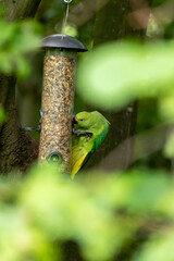 Ring-necked parakeet eating birdseed in a park with green feathers and a red beak as exotic parrots Psittacula krameri as invasive species in European countries like Germany displace local birds
