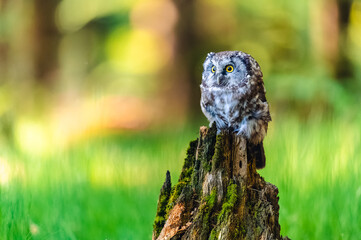 The boreal owl or Tengmalm's owl (Aegolius funereus), portrait of this bird sitting on a perch in the forest. The background is beautifully colored, blurred, beautiful bokeh.