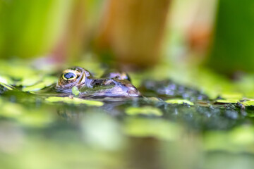 Big green frog lurking in a pond for insects like bees and flies in close-up-view and macro shot shows motionless amphibian with big eyes in a garden pond as healthy ecosystem and natural protection