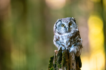 The boreal owl or Tengmalm's owl (Aegolius funereus), portrait of this bird sitting on a perch in the forest. The background is beautifully colored, blurred, beautiful bokeh.