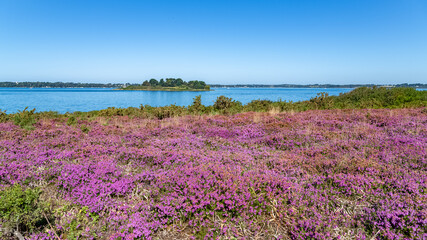 Ile-aux-Moines in the Morbihan gulf, heather in bloom on the moor
