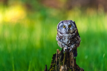 The boreal owl or Tengmalm's owl (Aegolius funereus), portrait of this bird sitting on a perch in the forest. The background is beautifully colored, blurred, beautiful bokeh.