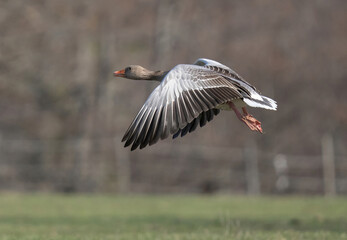 Greylag goose (Anser anser) flies low through vegetation.