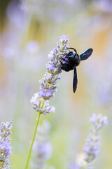 Insect on a flower