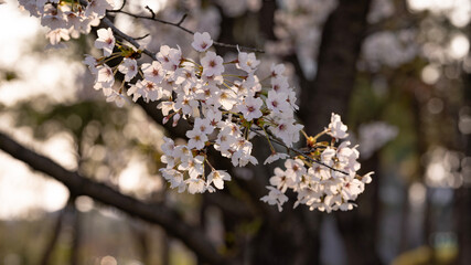blooming tree