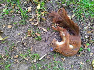 Dead red Eurasian squirrel as fallen animal on the ground with dead body and corpse shows death of animals and the need for animal protection like rodents killed by an accident in traffic or roadkill
