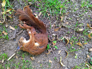 Dead red Eurasian squirrel as fallen animal on the ground with dead body and corpse shows death of animals and the need for animal protection like rodents killed by an accident in traffic or roadkill