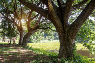 The greenery leaves branches of big tree sprawling cover on green grass lawn under sunshine morning, plenty trees on background in the publick park