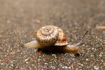 Grape snail on a stone, on a blurred background.