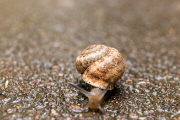 Grape snail on a stone, on a blurred background.