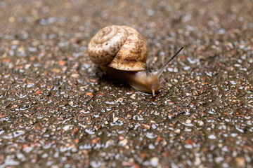 Grape snail on a stone, on a blurred background.