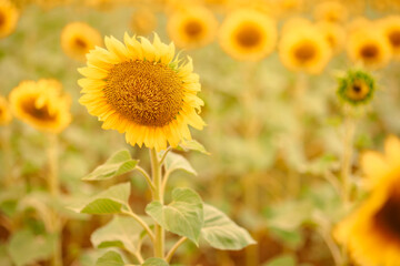 Obraz premium Field of golden yellow sunflowers on sunny summer day. Concept of agriculture and agronomy. Selective focus