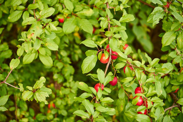 cherry plum, prunus cerasifera, tree, fruit tree,