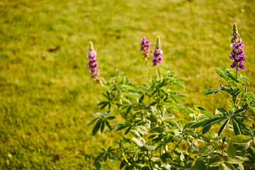 lupine, lupinus, flower