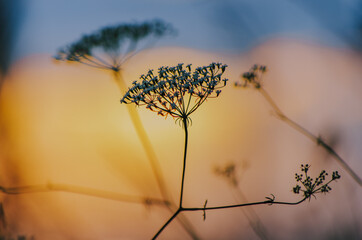 Selective focus of Queen Anne's lace flower with duotone sunset sky