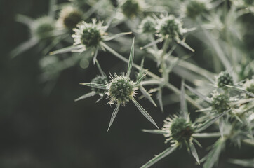 Close up of green eryngo flower with elegant spikes with bokeh dew drops