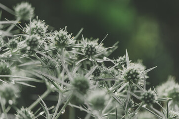 Close up of green eryngo flower with elegant spikes with bokeh dew drops