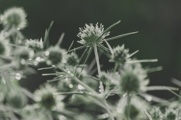 Close up of green eryngo flower with elegant spikes with bokeh dew drops