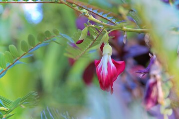 Sesbania grandiflora, also known as Agathi Keerai or the vegetable hummingbird, is a small loosely branching tree belonging to the family Fabaceae and genus Sesbania
