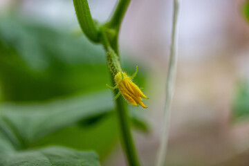 small yellow flower with tiny little cucumber in personal greenhouse. Healthy natural organic vegetarian food growing