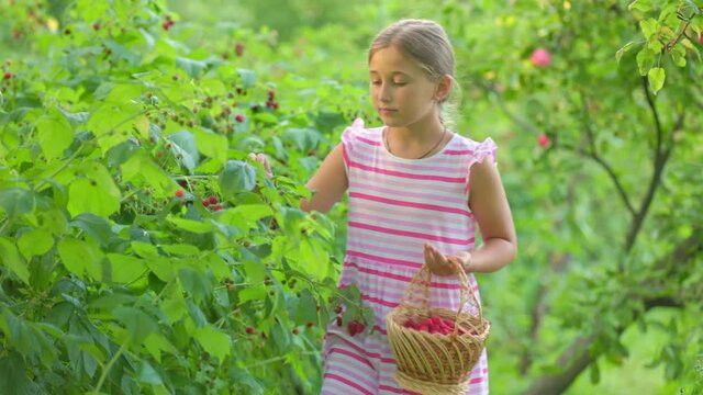 girl picks raspberries in the garden