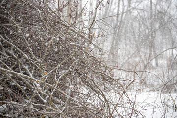 stack of cut or chopped tree branches after timber material preparing, leftovers from lumber works, trees in distance, snowfall