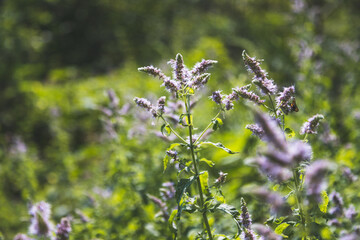 Wild blooming mint flowers outdoors