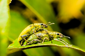 Close-up green weevil mating on leaves