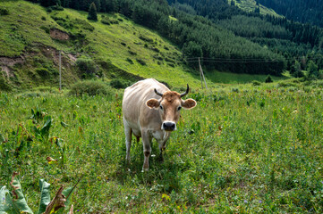 Fototapeta na wymiar cow in the mountains