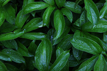 Large beautiful green peony leaves in raindrops. Background photo.