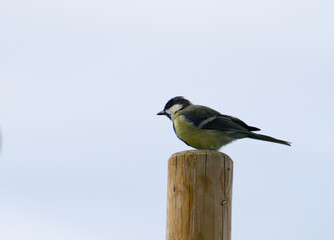 A Great Tit (Parus major) perching on a wooden post