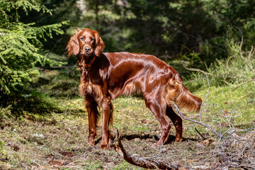 Irish Setter in the hunting ground shines chestnut red in the sun. The Irish red Setter is a hunting dog with heart.  - obrazy, fototapety, plakaty