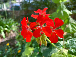 Ornamental plant Pelargonium (Latin - Pelargonium)