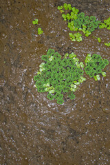 Lemna minor (Common Duckweed or Lesser Duckweed)