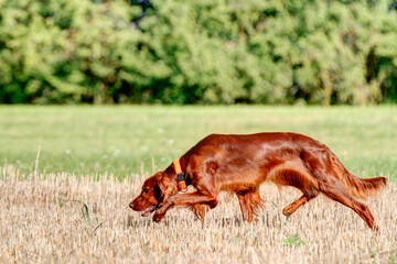 Beautiful red Ihrish Setter hunting dog working on a harvested grain field.