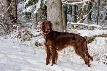 Red beauty in the snow.