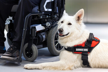 Service dog giving assistance to disabled person on wheelchair. - Powered by Adobe