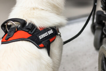 Service dog giving assistance to disabled person on wheelchair.