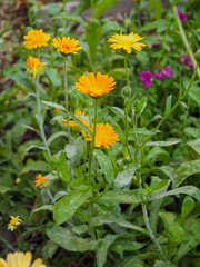 Blumenbeet mit Ringelblume