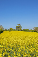 Canola yellows